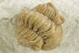 Enrolled Kainops Trilobite - Black Cat Mountain, Oklahoma #376951-2